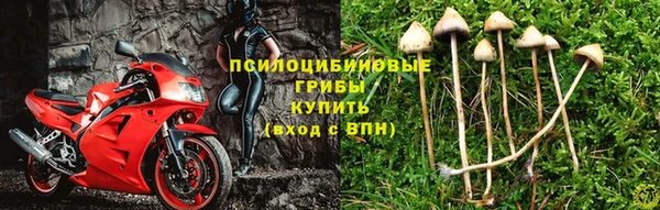 стаф Кукмор